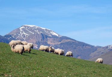 file-La production ovine représente 20.300 fermes sur l’ensemble du territoire, mais 80% se trouvent dans les zones défavorisées, permettant de valoriser les paysages à des endroits où l’agriculture est difficile à mettre en place.