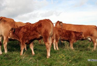 file-L’aide aux bovins allaitants (ABA), l’aide aux bovins laitiers (ABL) et les aides aux veaux sous la mère et aux veaux Bio (AVSLM) remplacent la prime au maintien du troupeau de vaches allaitantes (PMTVA) qui disparaît.