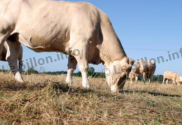 file-L’adaptation au changement passe avant tout, pour les activités d’élevage, par la capacité à répondre aux aléas climatiques, à composer avec des conditions météorologiques de plus en plus variables.