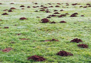 file-Dégâts de campagnols terrestres dans une prairie.