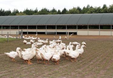file-Un cas de grippe aviaire serait suspecté dans un élevage de canards des Landes.