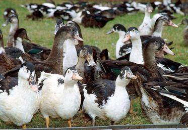 file-L'épizootie d'influenza aviaire a connu une forte accélération ces derniers jours.