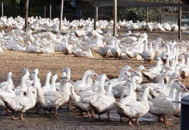 file-À ce jour, 25 foyers en élevage et deux cas (l’un sur des oiseaux captifs et l’autre sur une oie sauvage) d’influenza aviaire hautement pathogène ont été détectés en France.