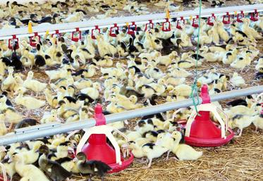 file-Cet épisode d’influenza aviaire se caractérise par une intensité particulièrement forte à l’échelle européenne.