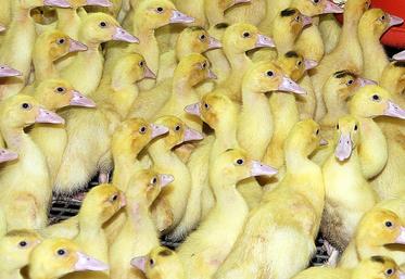 file-Frappés, eux aussi, de plein fouet par la crise de l’influenza aviaire, les accouveurs landais sont, pour l’instant, dans l’impossibilité de répondre à la demande.