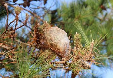file-Les observations des nids de chenilles processionnaires du pin semblent attester d’une forte pression au cours de cet hiver.