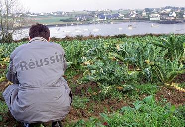 file-Les légumes, périssables, ne peuvent pas être stockés et lorsque les productions sont trop abondantes, les agriculteurs ne trouvent plus d’acheteur. Même lorsqu’ils réussissent à vendre leurs produits, les prix sont actuellement au plus bas.