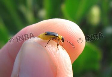 file-La chrysomèle du maïs (Diabrotica virgifera), est un coléoptère ravageur du maïs.