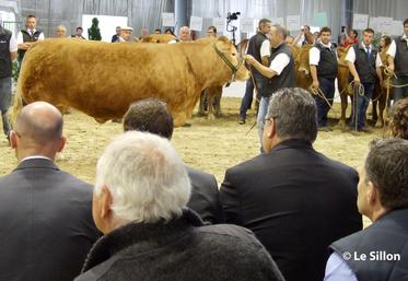 file-Sans atteindre les sommets de l'an dernier, la vente aux enchères des 11 vaches de race Limousine a été couronnée de succès.