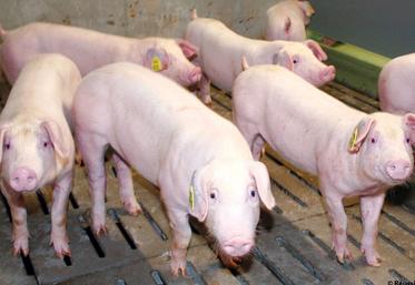 file-Les professionnels de la filière porcine européenne tentent de valoriser les efforts réalisés sur les questions de bien-être animal. Par exemple, au Pays-Bas, des journées portes ouvertes sont organisées dans les élevages. Â© Réussir