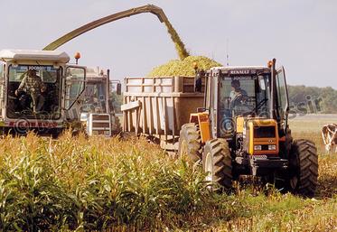 file-Avec le maïs fourrage, les éleveurs disposent d’une ration de base à forte valeur énergétique qui assure une grande part de la couverture des besoins des ruminants à haut niveau de production.