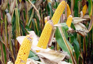 file-La détermination du prix du maïs sur pied destiné à être récolté en fourrage par l’acheteur peut se faire avant la récolte.