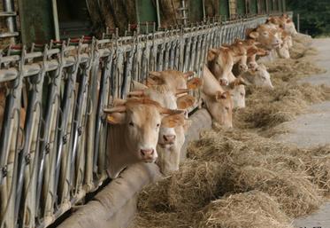 file-Les exportations de viande bovine française vers les pays du Maghreb ont augmenté de 25% depuis le début de l'année et les discussions vont bon train pour renforcer les partenariats. 
