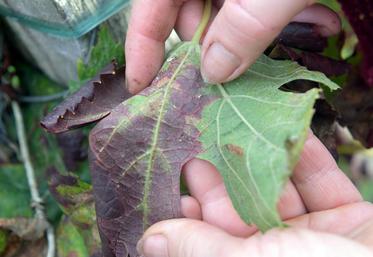 file-Maladie très contagieuse, la flavescente dorée est véhiculée par la cicadelle (scaphoïdeus titanus) présente dans les vignes.