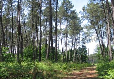 file-À Garein, Graine de forêt vous invite à découvrir la plus grande forêt cultivée d’Europe.