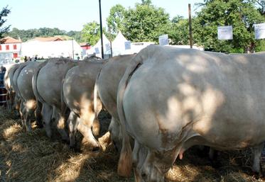 file-La 11e édition du Festival de la viande mis sur pied par l’organisation de producteurs de Lur Berri à Garris le 30 juin a tenu toutes ses promesses.