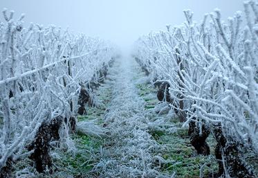 file-En Armagnac, les 21.000 ha de vignes ont été touchés entre 70% et 90%.