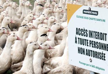 file-Le ministre de l’Agriculture a rencontré l’ensemble de la filière avicole pour faire le point sur la lutte contre le virus H5N8.