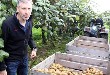 file-Pour Julien Pédelucq, la récolte des kiwis jaunes qui s’achève cette semaine confirme tous les espoirs placés dans la nouvelle variété mise au point par la société Nergi.