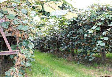 file-En dehors des zones inondées, dans lesquelles les producteurs de kiwi déplorent une mortalité des arbres et des perspectives de rendements faibles, la récolte de kiwis s'annonce bonne dans les Landes, tant en volume qu'en qualité. Â© Le Sillon