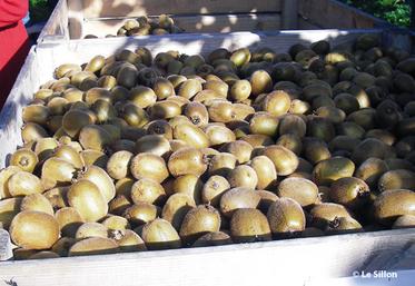 file-Pendant trois semaines, le Hayward, kiwi vert le plus connu, est ramassé avec un minimum de taux de sucre et de matière sèche. Puis il est « affiné » dans des frigos pendant un à  six mois afin que l'amidon présent dans le fruit se transforme en sucr