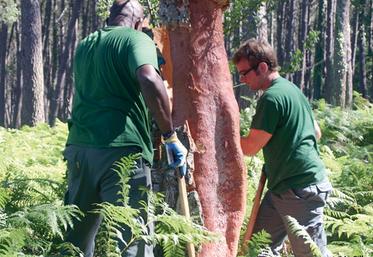 file-Facteur de biodiversité et d'équilibre dans la forêt landaise, le chêne-liège landais tente de refaire surface malgré les dures réalités économiques.