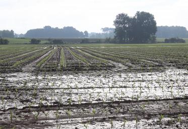 file-« Plus de 15 000 hectares sont déclarés sinistrés » témoigne Xavier Charles, responsable des risques sur les productions végétales.