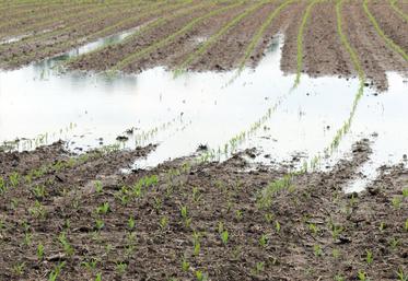 file-Certaines zones du département ont enregistré entre 150 et 200 millimètres de pluie au cours du mois de mai. Outre le retard de semis, ces conditions pénalisent les levées et le développement des cultures dans certains secteurs ou certaines parcelles.