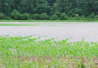 file-Après les pluies diluviennes et inondations des champs, la rapidité de ressuyage conditionne la survie des maïs.