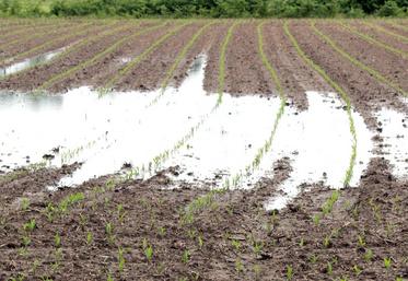 file-À ce jour, dans certaines zones de la région, les semis de maïs atteignent péniblement les 80% à 85% des surfaces prévues initialement. Les agriculteurs peuvent encore modifier leur assolement, sous conditions.