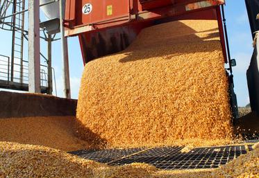 file-La production française 2021 de maïs est estimée à 14,1 millions de tonnes (Mt) de grains.