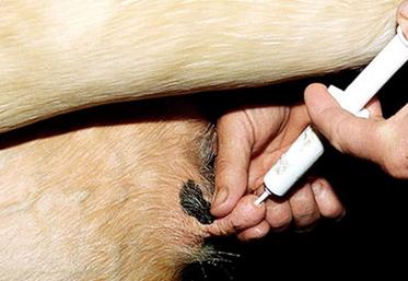 file-Dans quelques cas, le traitement des mammites subcliniques est envisageable, mais il est préférable de soigner les animaux au tarissement ou de les réformer. Â© Réussir
