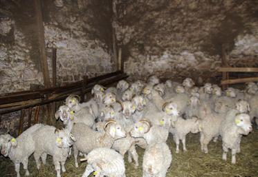 file-Travaillant, dans un premier temps, de façon artisanale, les éleveurs de chèvres angora vont rapidement s'organiser pour en faire une activité professionnelle.