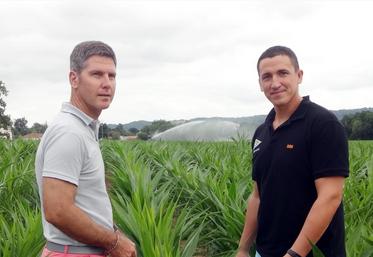 file-Sur les conseils du pôle agricole d’Euralis dirigé par Olivier Soulié (à gauche), Nicolas Ponsan (à droite), agriculteur à Diusse, a implanté du tournesol, plus tolérant au stress hydrique.