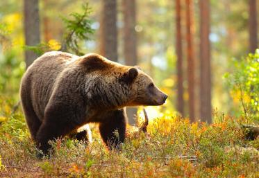 file-La population d'ours est en croissance dans les Pyrénées. © Actuagri