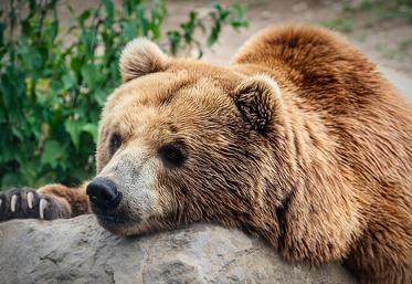 file-Vingt communes des Pyrénées-Atlantiques avaient pris un arrêté pour interdir la divagation des ours sur leur territoire.