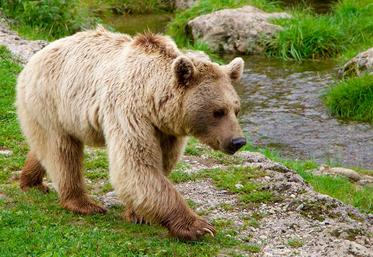 file-On recense 64 ours des deux côtés des Pyrénées.