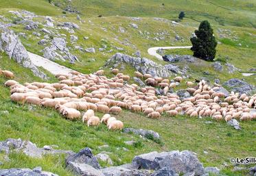 file-Le plan de soutien à l’économie de montagne est un dispositif spécifique qui a permis de conforter et de redynamiser le pastoralisme dans les Pyrénées.