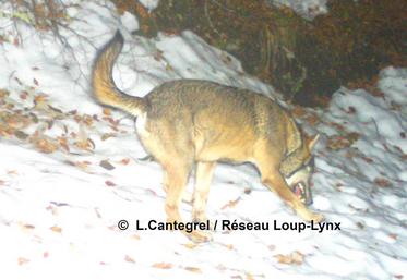 file-La présence d'un loup gris a été officiellement constatée en Béarn.