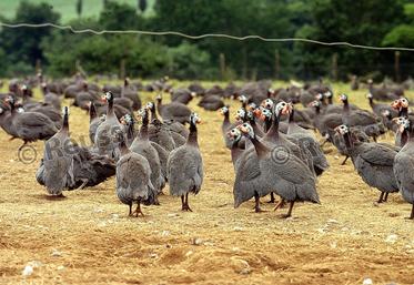 file-Le virus de l’influenza aviaire s'attaque aux voies respiratoires des oiseaux. Cette pathologie a été identifiée pour la première fois en 1878 en Italie.