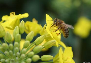 file-Les apiculteurs ont clairement indiqué leur souhait d'évoluer dans un environnement plus "sécurisé" pour leur colonies, tout particulièrement en ce qui concerne les traitements aériens