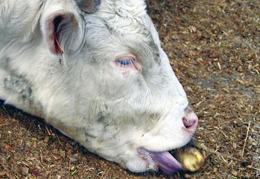 file-« L'étranglement reste un risque très modéré. Les vaches croquent les pommes de terre au même titre qu'une betterave », note Benoît Rouillé de l'Institut de l'élevage. Â© Réussir