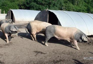 file-Le maintien d’une production porcine régionale passe, d’abord et avant tout, par une juste rémunération des éleveurs.