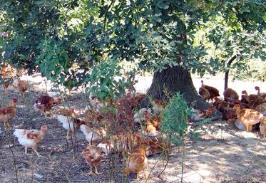 file-Le poulet liberté peut désormais être élevé en bàtiments de 400 m2. Un atout supplémentaire pour développer la production dans les élevages du Sud-Ouest. Â© Le Sillon