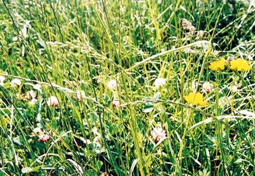 file-Implanter une prairie multi-espèces est un choix qui vise plusieurs objectifs. Cela permet, notamment, d’étaler la pousse de l’herbe durant toute l’année et d’atténuer la variabilité annuelle de la production fourragère.