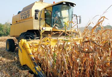 file-La production française de mais grain devrait atteindre cette année un niveau record de 17 millions de tonnes (contre 15  millions de tonnes environ en 2013). Â© Réussir