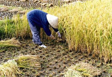 file-En matière de production agricole, la Chine balance entre produire plus ou continuer de s’ouvrir aux importations.