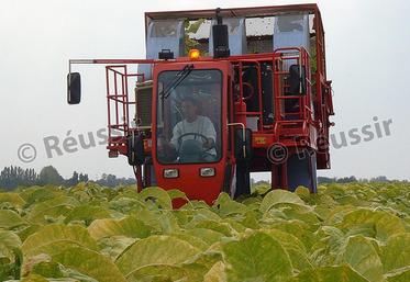 file-650, c’est le nombre moyen d’heures de travail à l’hectare que nécessite la culture du tabac. Une culture mécanisée à 70%, qui demande beaucoup de main-d’œuvre et 500 à 800heures de travail à l’hectare selon les variétés.