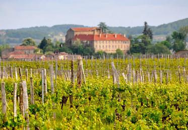 file-Les vignerons de l’appellation proposent un programme très riche et varié. ©Vins Saint-Mont