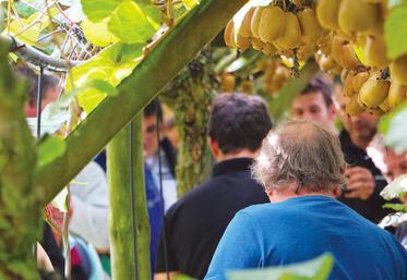 file-Les adhérents de la coopérative Scaap Kiwifruits et des producteurs intéressés par la culture du kiwi ont été nombreux à participer aux échanges techniques proposés à Lahontan ce mardi 28 septembre.